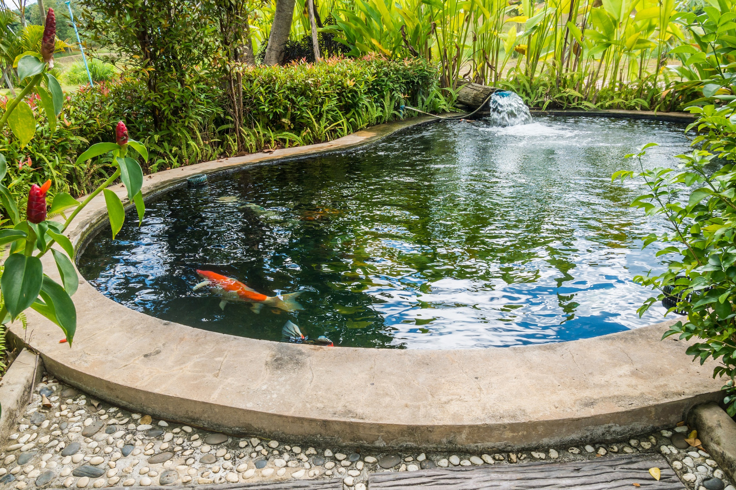 Menata taman depan rumah sederhana dengan membuat kolam ikan kecil.